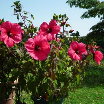 Hibiscus moscheutos PLANET Griotte - Hibisco moschetos