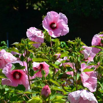 Hibiscus moscheutos PLANET Solène - Hibisco moschetos