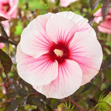 Hibiscus moscheutos Pink Candy - Hibisco moschetos