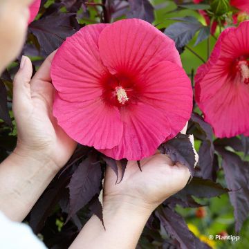 Hibiscus moscheutos Pink Passion - Hibisco moschetos