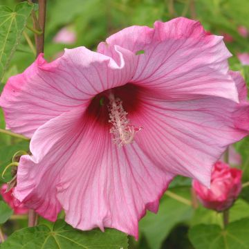 Hibiscus moscheutos Sweet Caroline - Hibisco moschetos