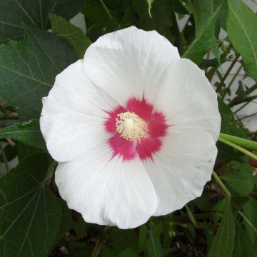 Hibiscus paramutabilis - Hibisco