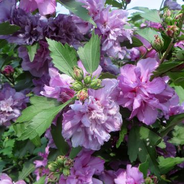 Altea Ardens - Hibiscus syriacus