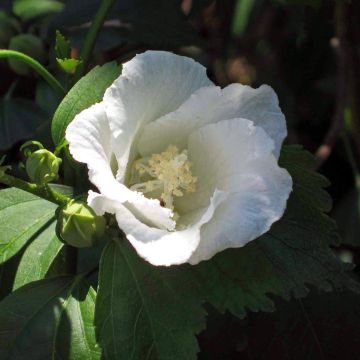 Hibiscus syriacus Diana - Altea