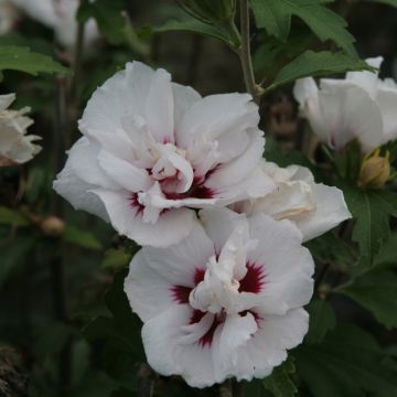 Altea Lady Stanley - Hibiscus syriacus