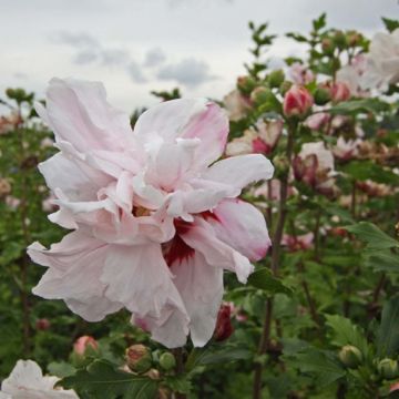 Hibiscus syriacus Leopoldii - Altea