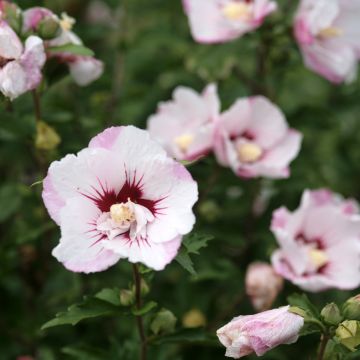 Altea Pinky Spot - Hibiscus syriacus