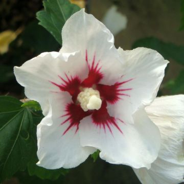 Altea Red Heart - Hibiscus syriacus