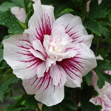 Altea Starbust Chiffon - Hibiscus syriacus