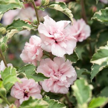 Altea Sugar Tip - Hibiscus syriacus