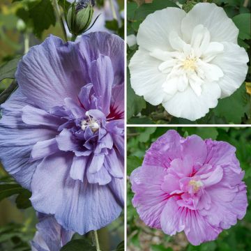 Hibiscus syriacus Three Sisters Mix - Hibiscus syriacus