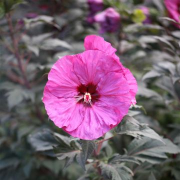 Hibiscus moscheutos Summerific Berry Awesome - Hibisco moschetos