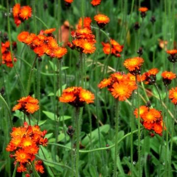 Hieracium aurantiacum - Halconera naranja