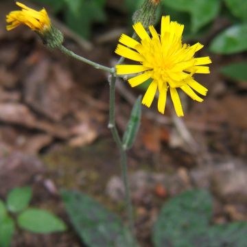 Hieracium maculatum - Hierba de halcón manchada