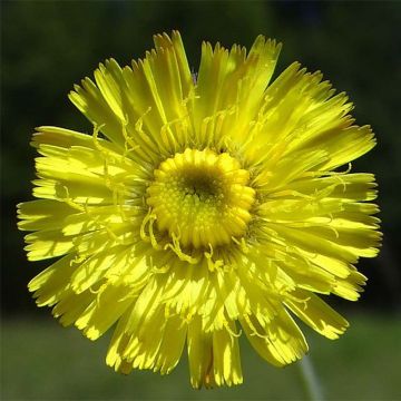 Hieracium pilosella - Vellorita