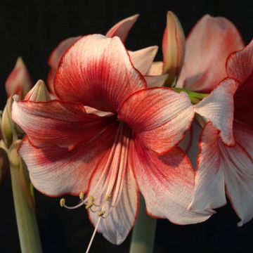 Amaryllis Amaryllis charisma - Hippeastrum