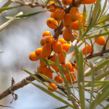 Espino amarillo Frugana (Hembra)