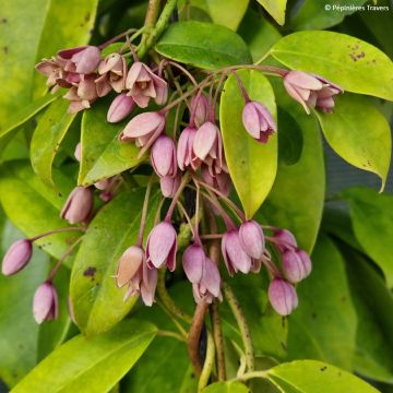 Holboellia traversii