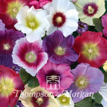 Alcea rosea Halo Mixed - Malva real