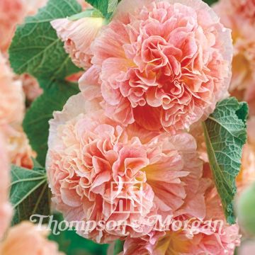 Alcea rosea Peaches N Dreams - Malva real