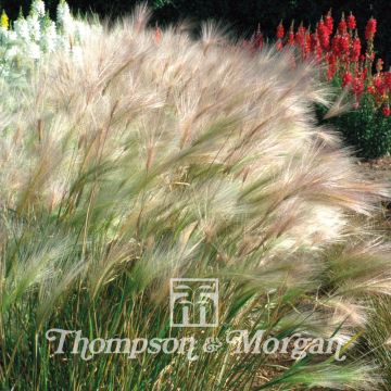 Hordeum jubatum (semillas)