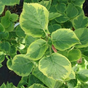 Hortensia anomala var. petiolaris Miranda - Hortensia trepadora