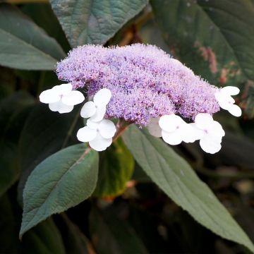 Hortensia aspera Velvet & Lace - Hydrangea