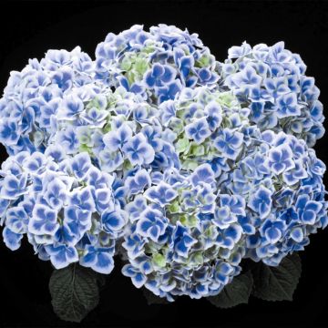 Hortensia macrophylla Beautensia Dali - Hydrangea