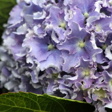 Hortensia macrophylla Beautensia Spike - Hydrangea