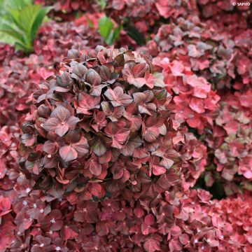 Hortensia macrophylla Chocolate Ever Belles - Hydrangea