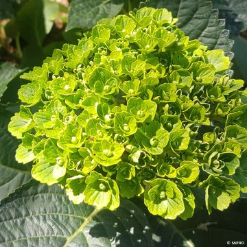 Hortensia macrophylla Green Ever Belles - Hydrangea