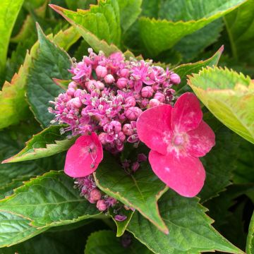 Hortensia macrophylla Teller Kardinal - Hydrangea