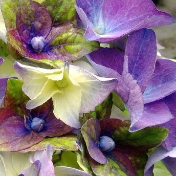 Hortensia macrophylla Lady Mata Hari - Hydrangea