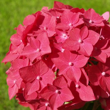 Hortensia macrophylla Masja - Hydrangea