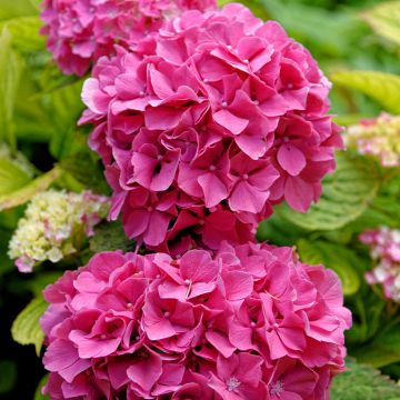 Hortensia macrophylla Pink Pop - Hydrangea