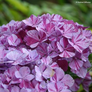 Hortensia macrophylla Pinky Binder - Hydrangea