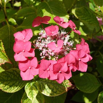 Hortensia macrophylla Rotkehlchen - Hydrangea