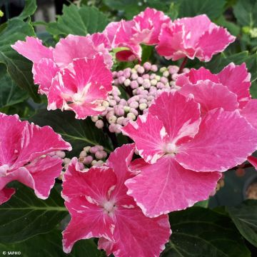 Hortensia macrophylla So Long Aya - Hydrangea