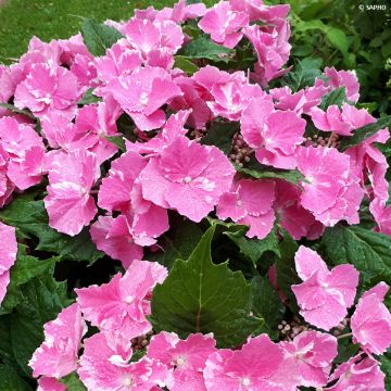 Hortensia macrophylla So Long Starlit Sky - Hydrangea