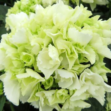 Hortensia macrophylla Bright White - Hydrangea