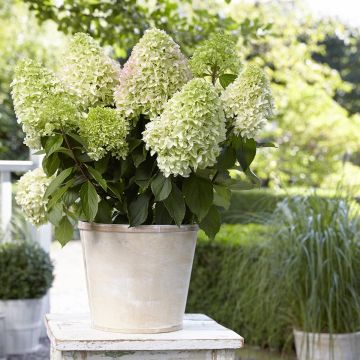 Hortensia paniculata Little Fresco - Hydrangea paniculata