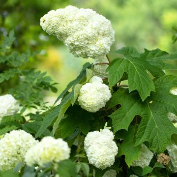 Hortensia quercifolia Gatsby Moon - Hortensia de hoja de roble