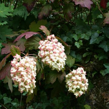 Hortensia quercifolia Snowflake - Hortensia de hoja de roble