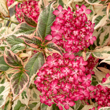 Hortensia serrata Euphoria Pink - Hydrangea