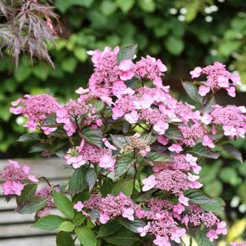 Hortensia serrata Koreana - Hydrangea