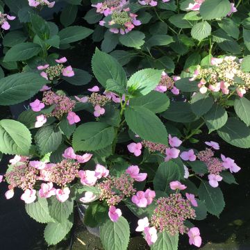 Hortensia serrata Magic Pillow - Hydrangea