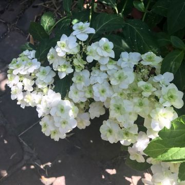 Hortensia serrata White on White - Hydrangea