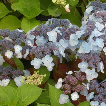 Hortensia serrata Shojo - Hydrangea