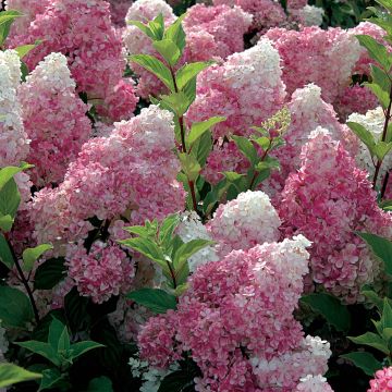 Hortensia paniculata Vanille Fraise - Hydrangea