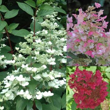 Hortensia paniculata Wim's Red - Hydrangea paniculata